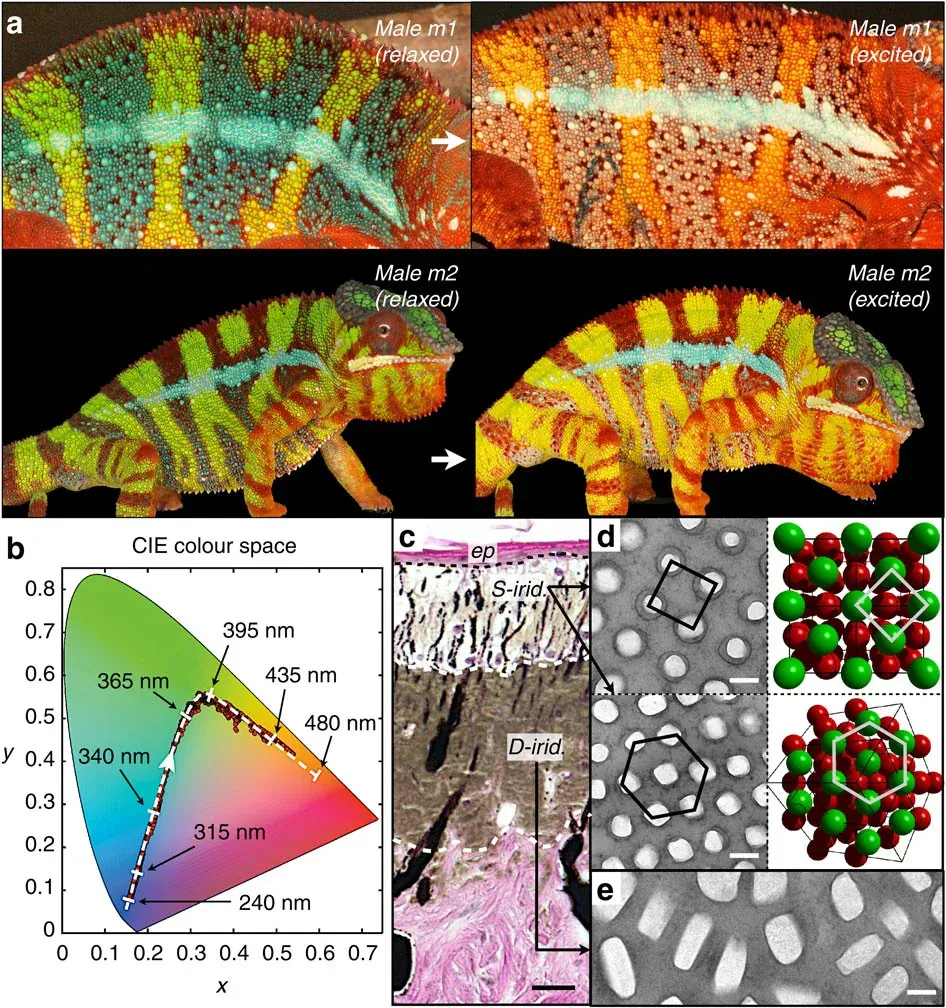 Comparison of two relaxed and excited panther chameleons alongside microscopic images of iridophore layers and guanine nanocrystals