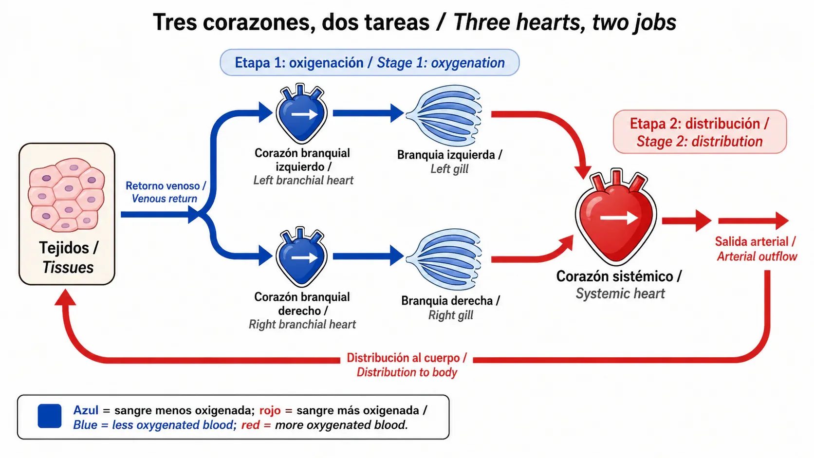 Diagram of blood passing through an octopus’s two branchial hearts, gills and systemic heart
