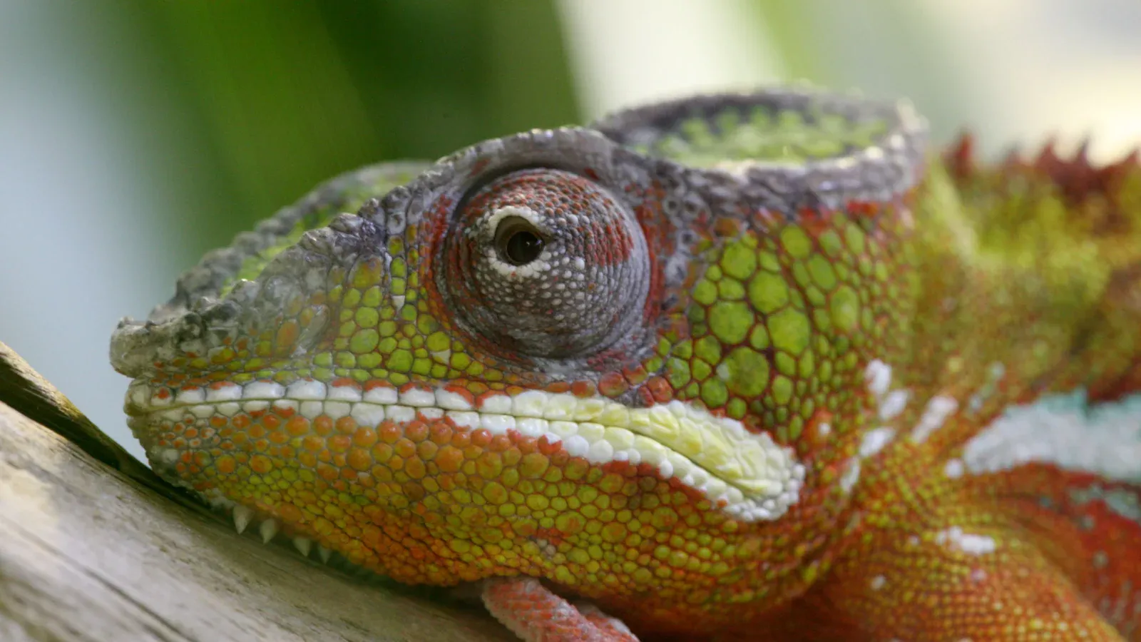 Close-up of an Ambilobe panther chameleon with green, red, white and orange scales