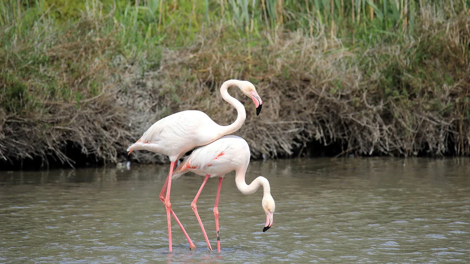 Adult greater flamingo with pink plumage in the Camargue, France
