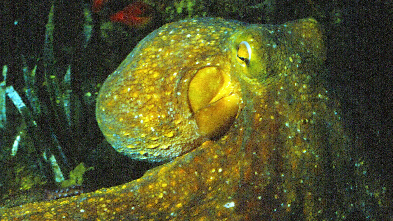 Common octopus spread across the seabed