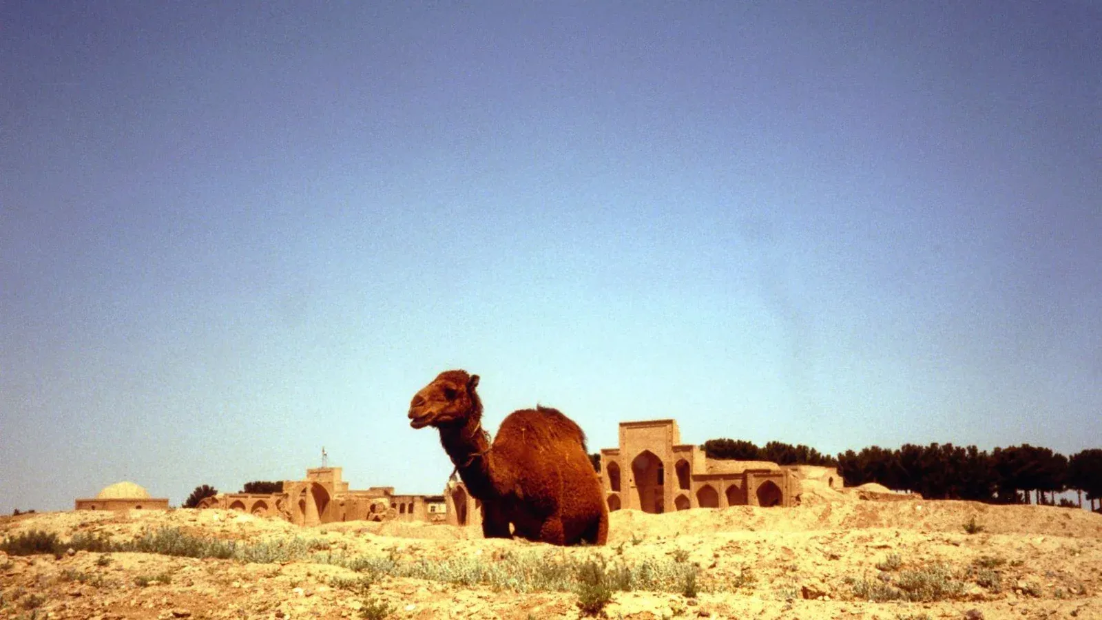 Group of dromedaries beside a road in an arid Iranian landscape